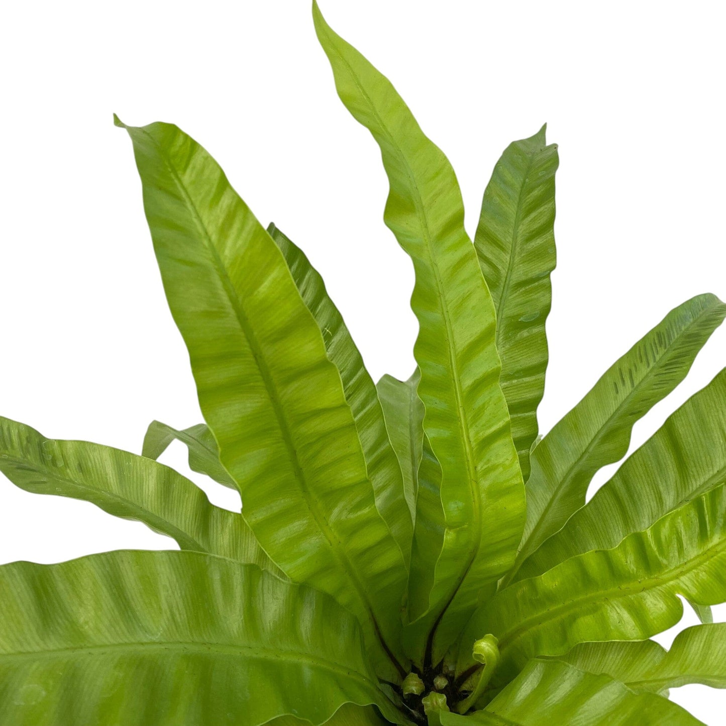 Pot Asplenium P150
