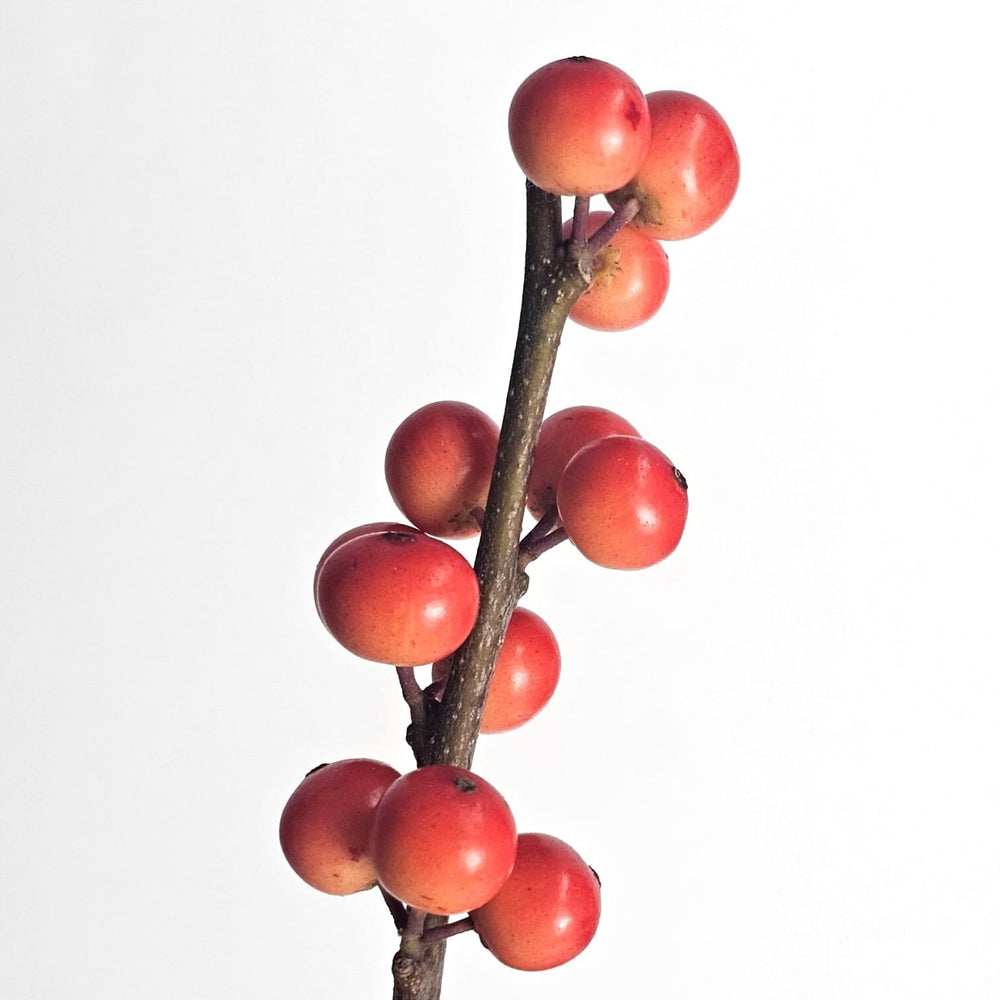 Ilex Oudijks Orange