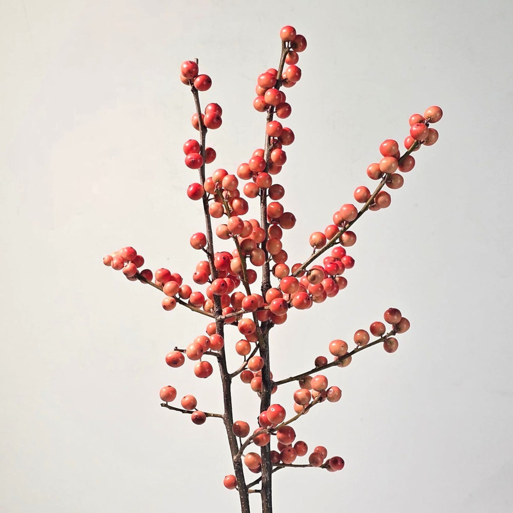 Ilex Oudijks Orange