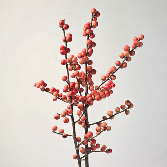 Fresh Cut Flowers at Floristika