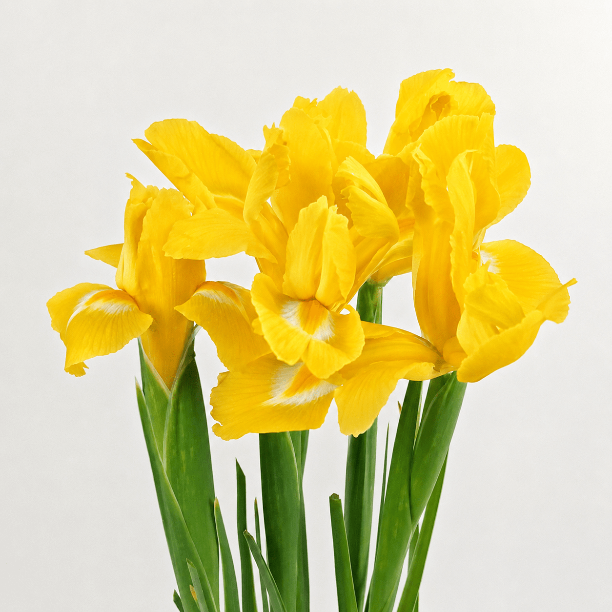 Iris - Yellow [10 Stems]