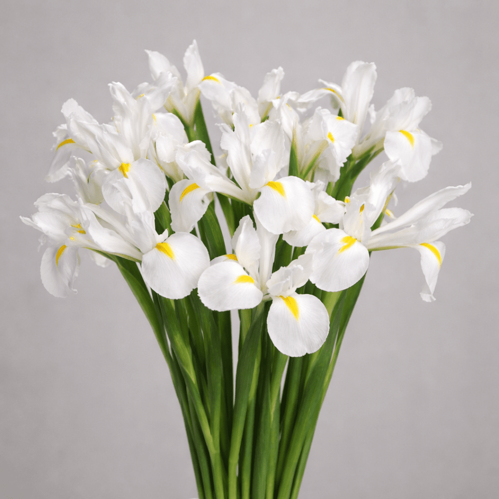 Iris Casablanca [10 Stems]
