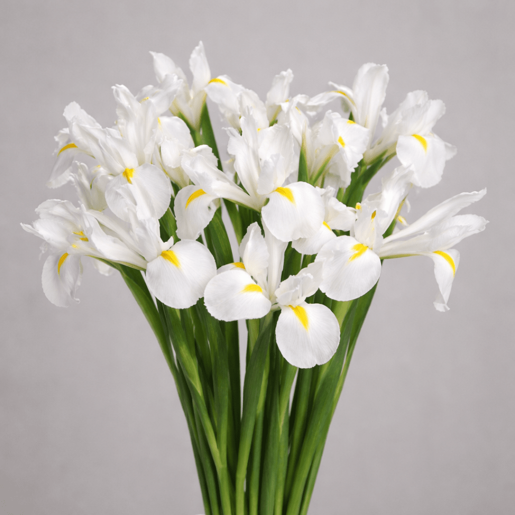 Iris Casablanca [10 Stems]