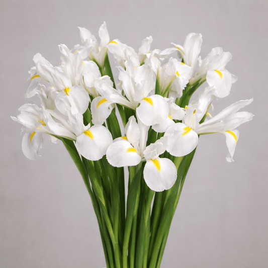 Iris Casablanca [10 Stems]