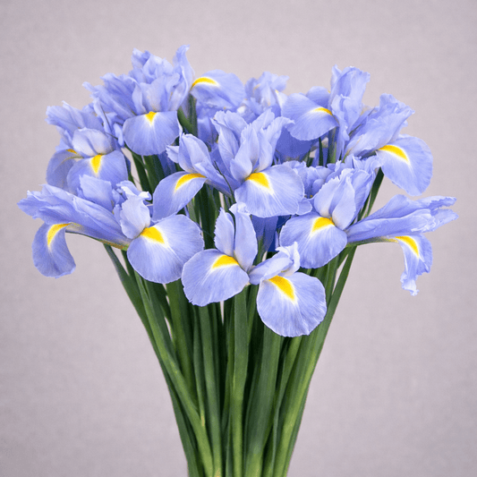 Iris Shanghai [10 Stems]