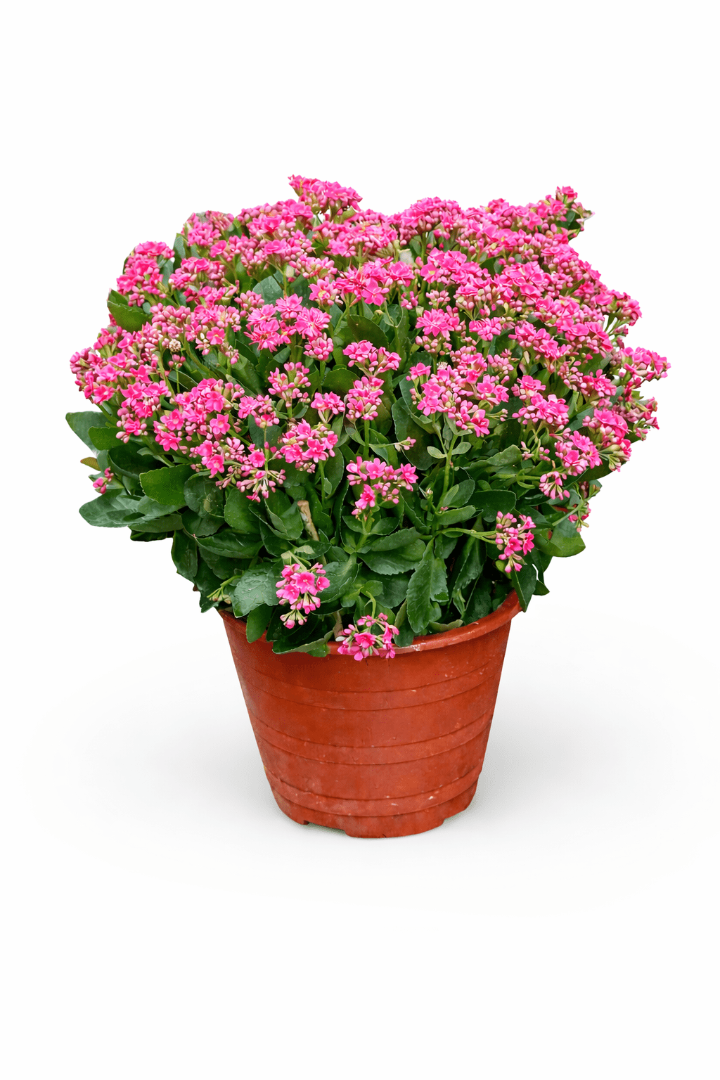 Kalanchoe - Pink (50cm)