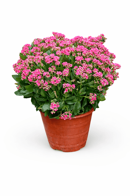 Kalanchoe - Pink (50cm)