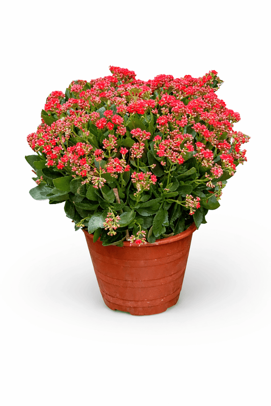 Kalanchoe - Red (50cm)