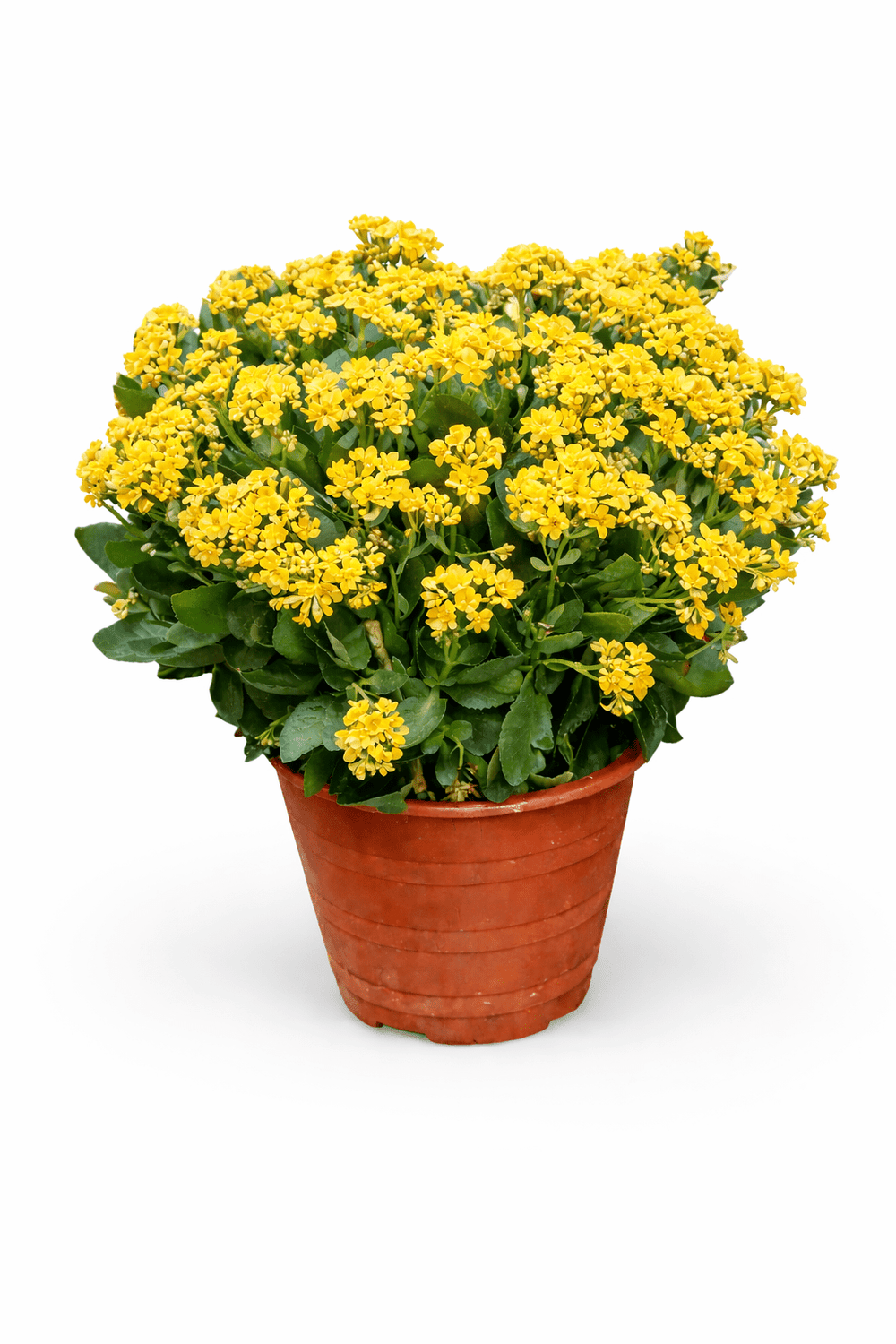 Kalanchoe - Yellow (50cm)