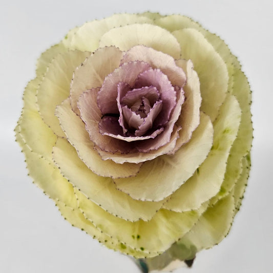 Fresh Cut Flowers at Floristika