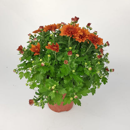 Chrysanthemum (S) - P150