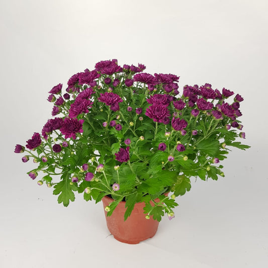 Chrysanthemum (S) - P150