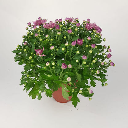 Chrysanthemum (S) - P150