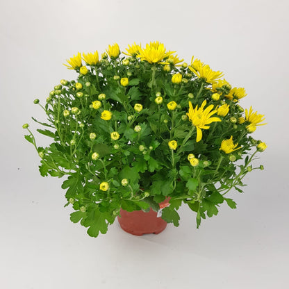 Chrysanthemum (S) - P150
