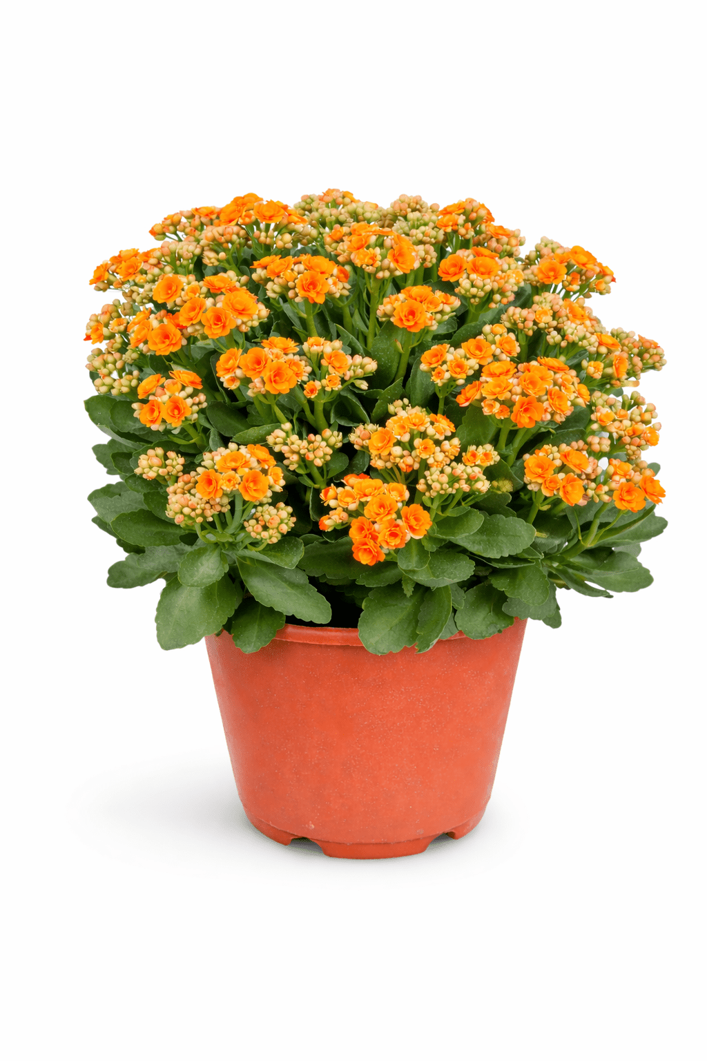 Kalanchoe - Orange (50cm)