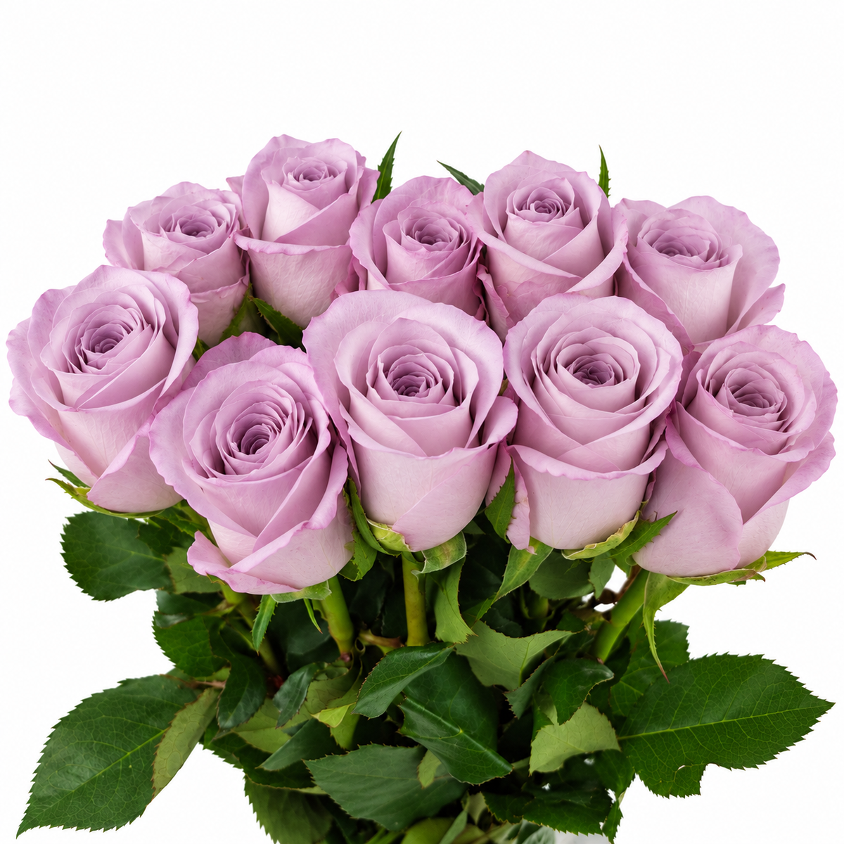 Rose - Soft Pink (10 Stems)