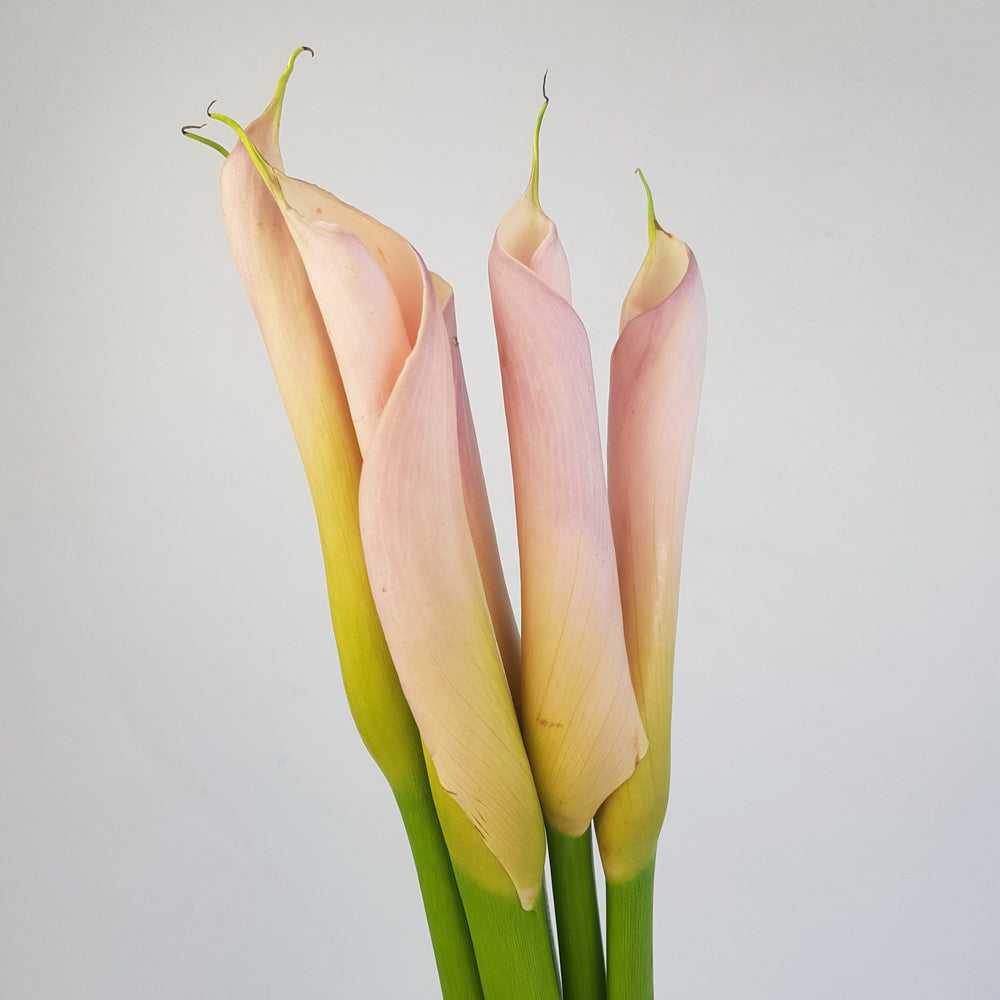 Calla Lily - Light Pink (5 Stems)