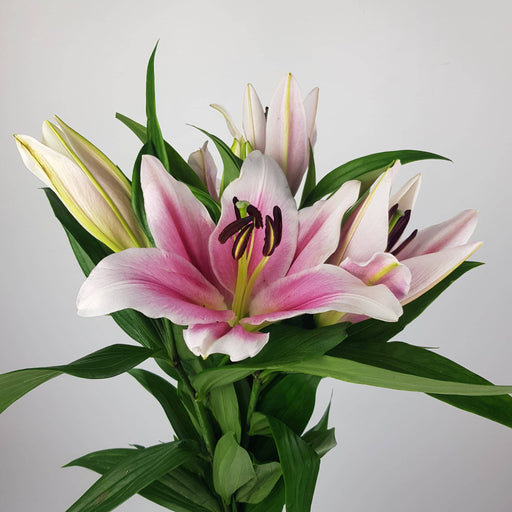 Lily Oriental Trocadero 2+ (Imported) - Pink