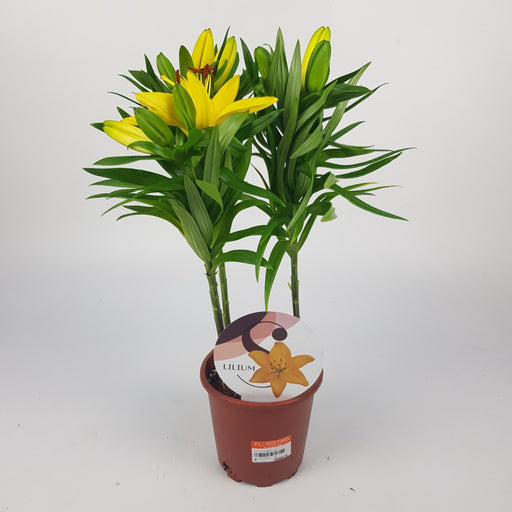 Lily Asiatic 40cm - Yellow