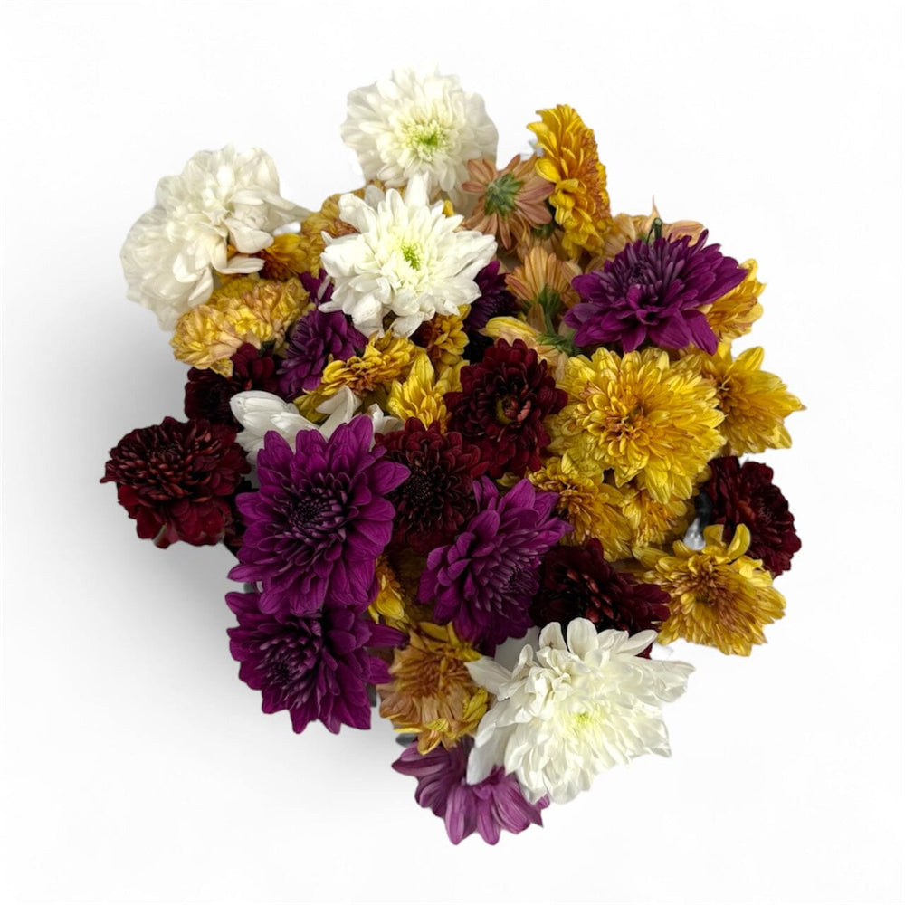 Loose Chrysanthemum Pom Pom Mix 300 Grams