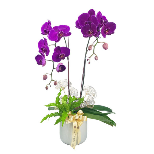 MYPH02 - Phalaenopsis Orchid (2 Stalks)