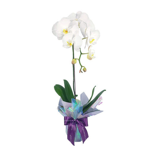 MYPH03 - Phalaenopsis Orchid (1 Stalk)