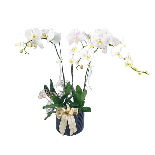 MYPH05 - Phalaenopsis Orchid (3 Stalks)