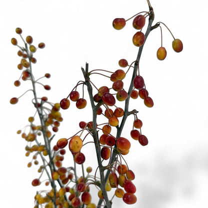 Fresh Cut Malus at Floristika 