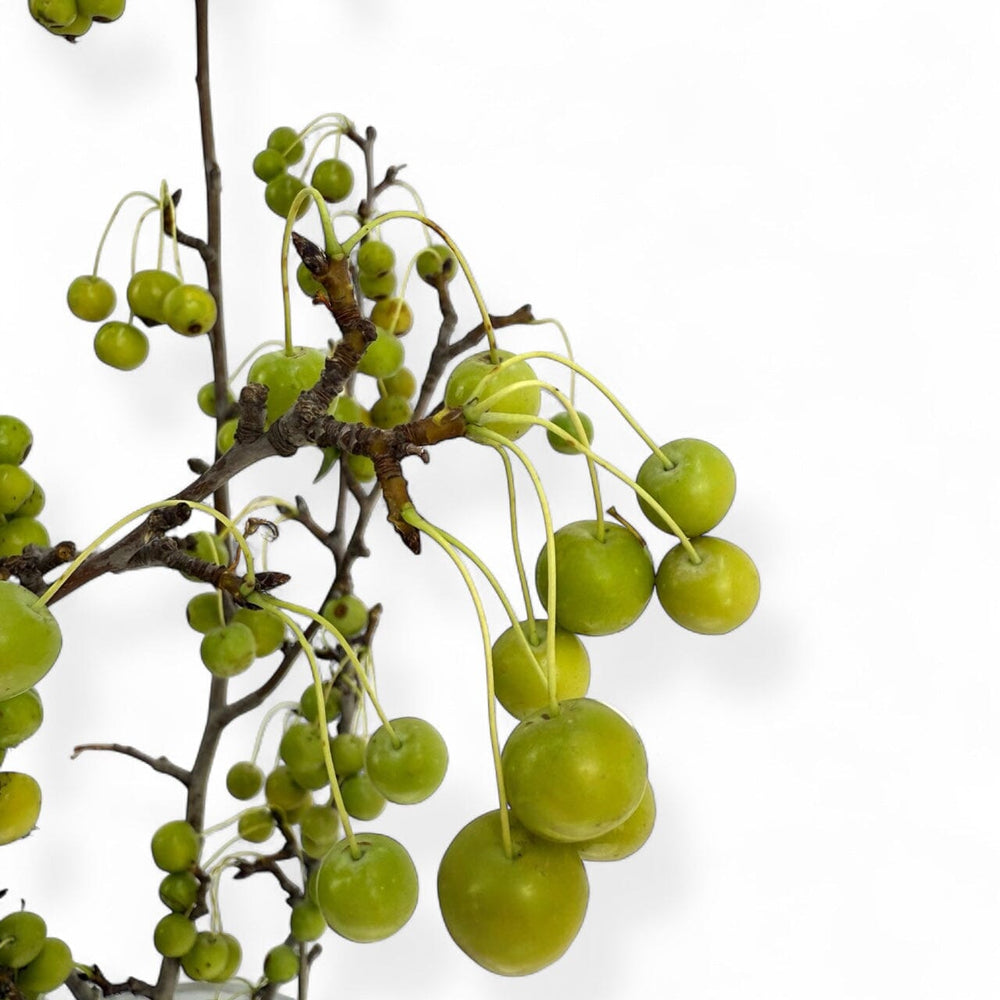 Malus - Green