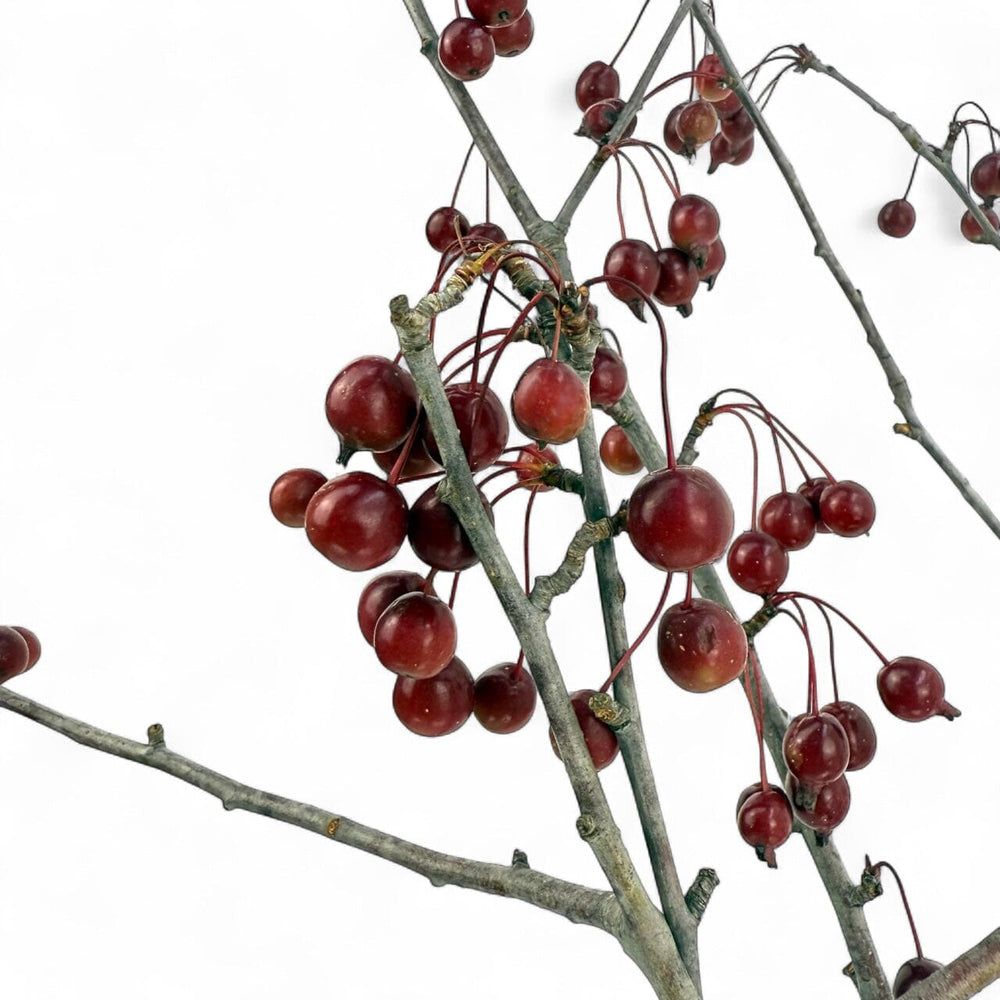 Malus - Red