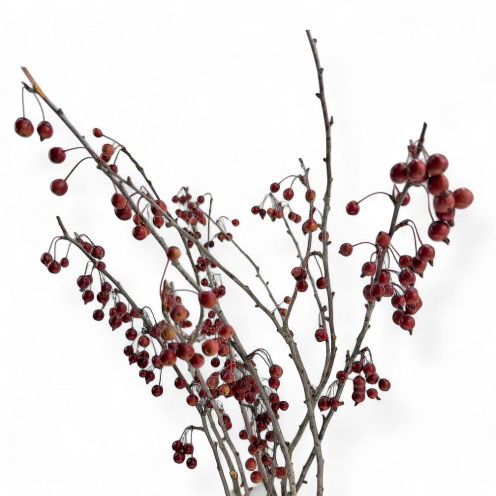 Malus - Red