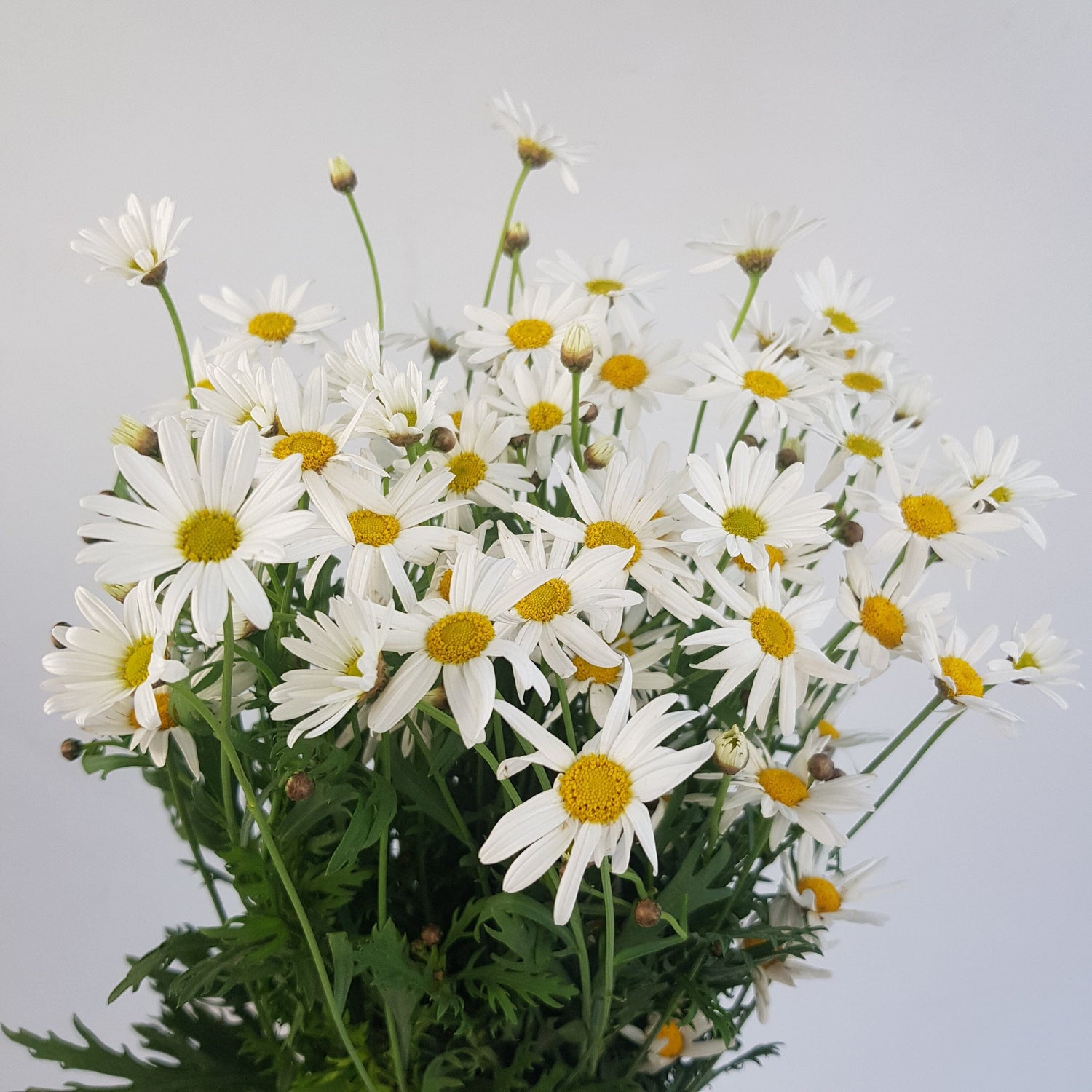 Fresh Cut Flower Marguerite Daisy