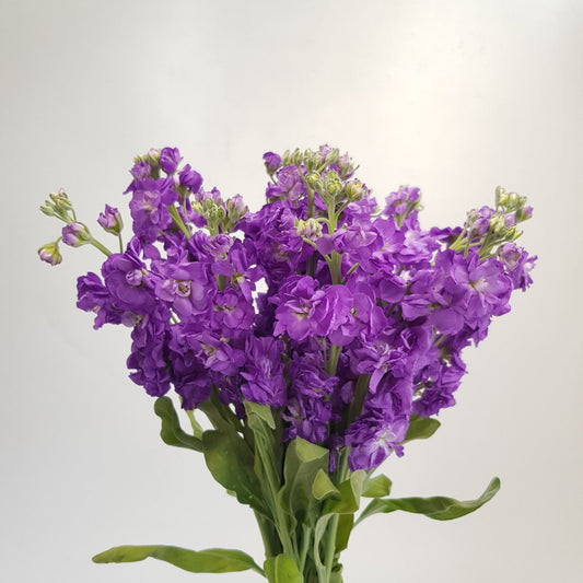 matthiola
purple