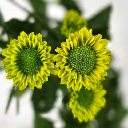 Fresh Cut Flowers at Floristika