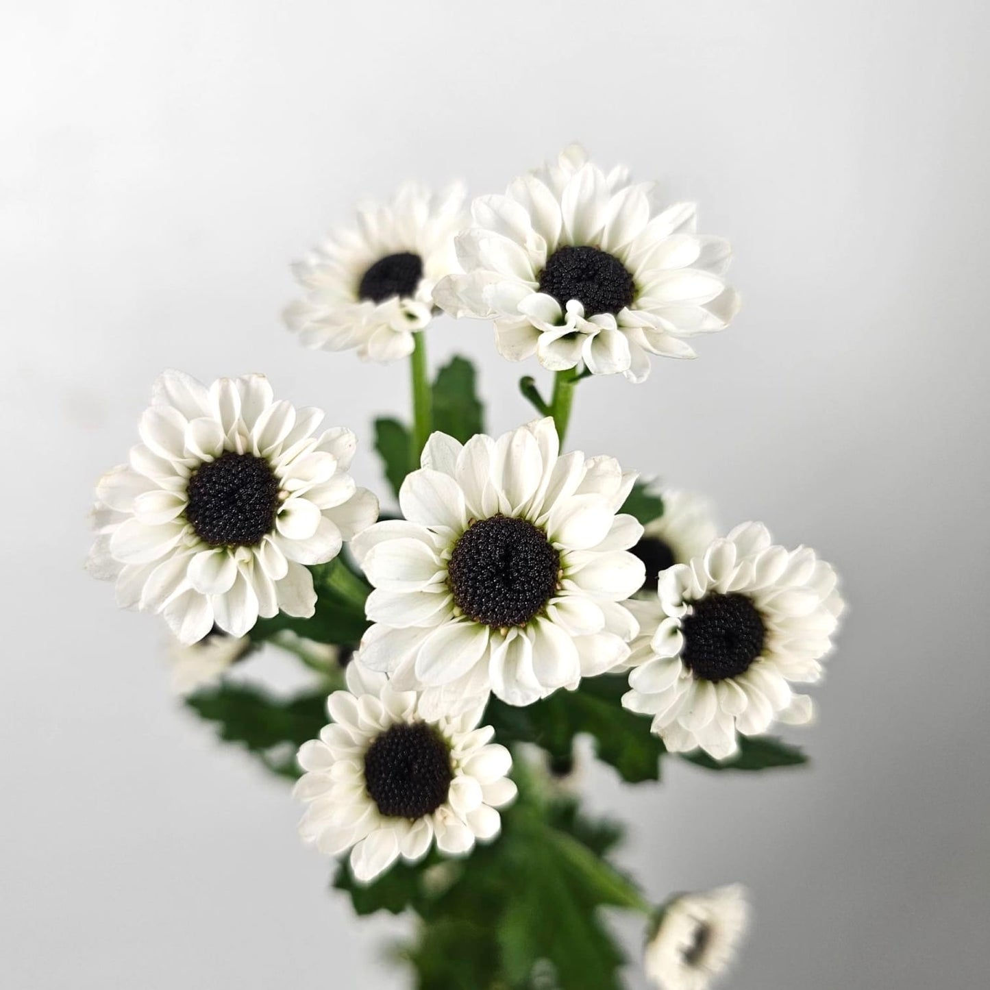 Fresh Cut Flowers at Floristika