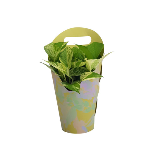 money plant arrangement