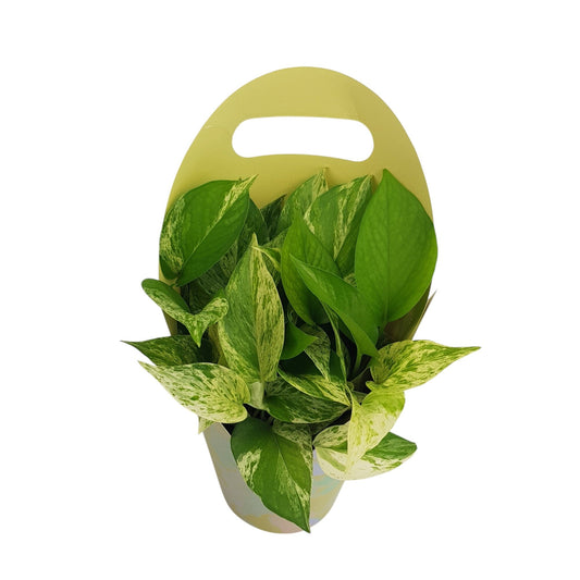 money plant arrangement