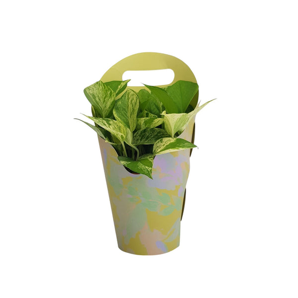 money plant leaf arrangement Philodendron White Princess – Easy-Care Indoor Plant