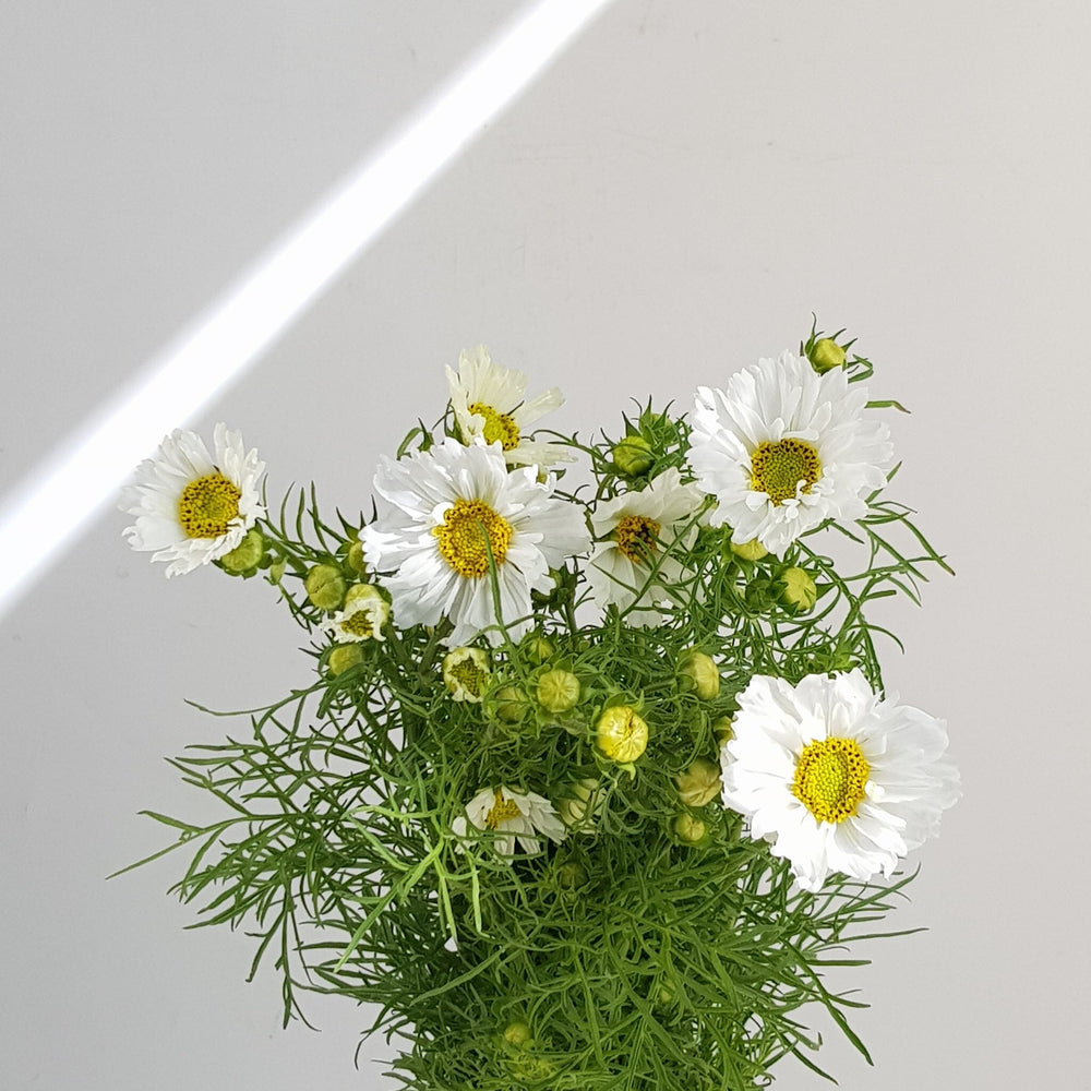 Nigella Damascena - White