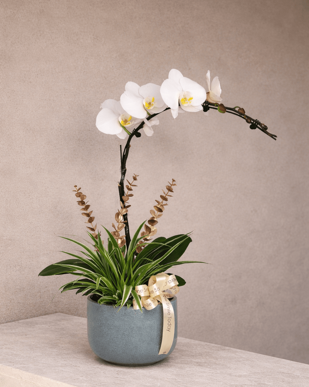 Cahaya Syawal - White Phalaenopsis