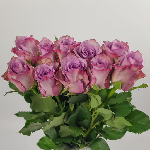 Rose (Imported) - Cold Purple [10 Stems]