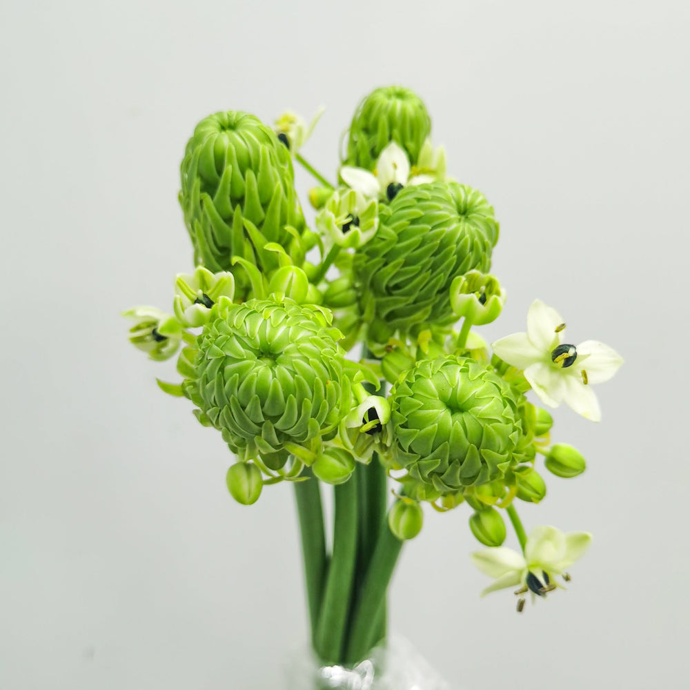 Ornithogalum