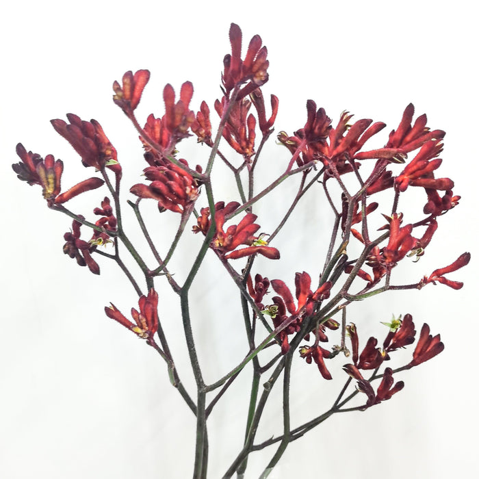 Kangaroo Paws (Imported) - Red (10 Stems)