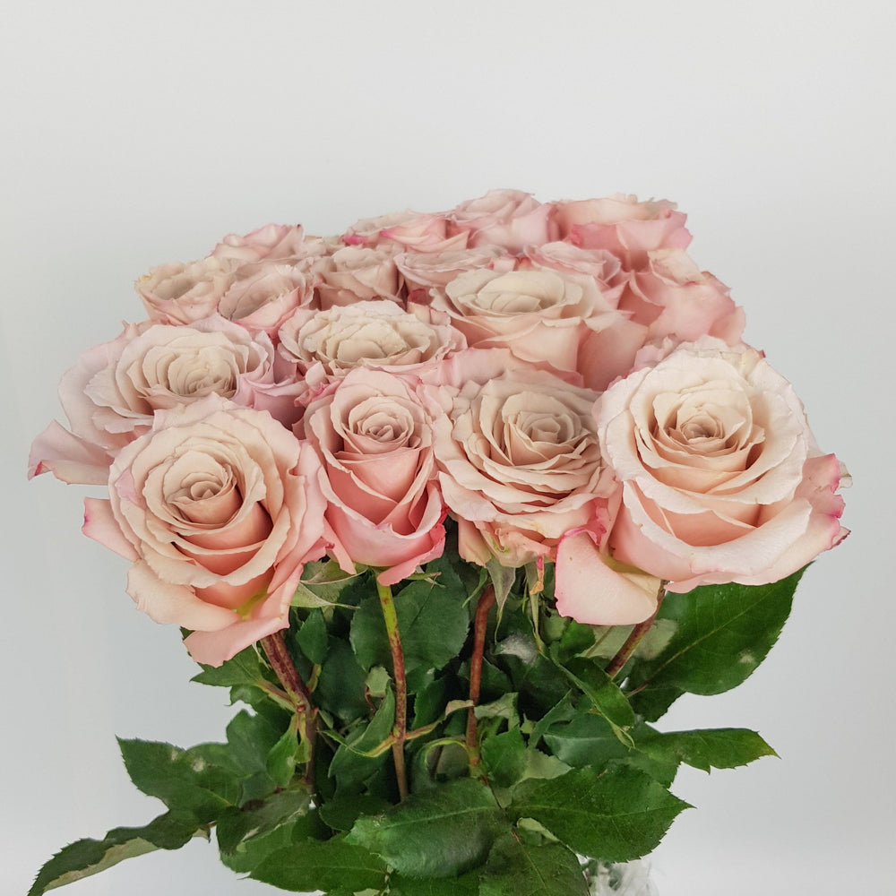 Rose - Light Cappucino (10 Stems)