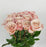 Rose (Imported) - Light Cappucino [10 Stems]