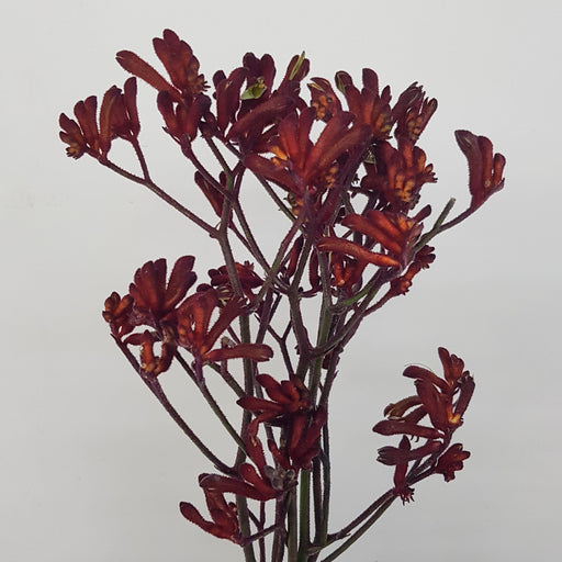 Kangaroo Paws (Imported) - Red (10 Stems)