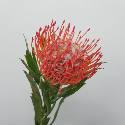 Nutan Succession - Orange (5 Stems_