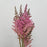 Astilbe Vision (Imported) - Pink [5 Stems]