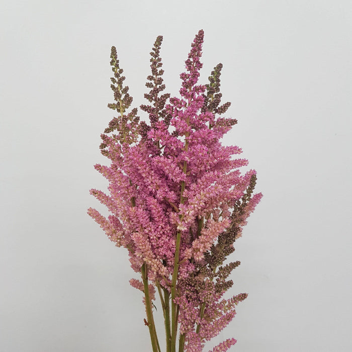Astilbe Paul Gaarder (Imported) - Pink [5 Stems]