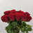 Rose Ever Red 50cm (Imported) - Red